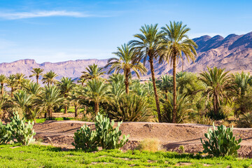 Palm trees in green oasis in desert arid landscape between Agdz and Zagora towns in Atlas...