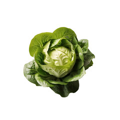 Obraz premium Fresh Green Butterhead Lettuce on White Background High Resolution