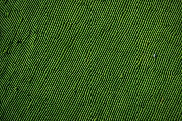 green bamboo background
