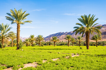 Palm trees in green oasis in desert arid landscape between Agdz and Zagora towns in Atlas...