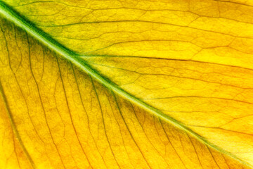Obraz premium Macro photo of Autumn Foliage..Nature texture of leaf.Close-up of a colorful autumn leaf.Macro