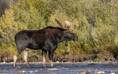 Bull Moose During the Rut in Wyoming in Autumn