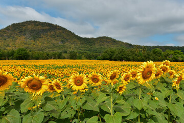 Obraz premium sunflowers blossom in the field