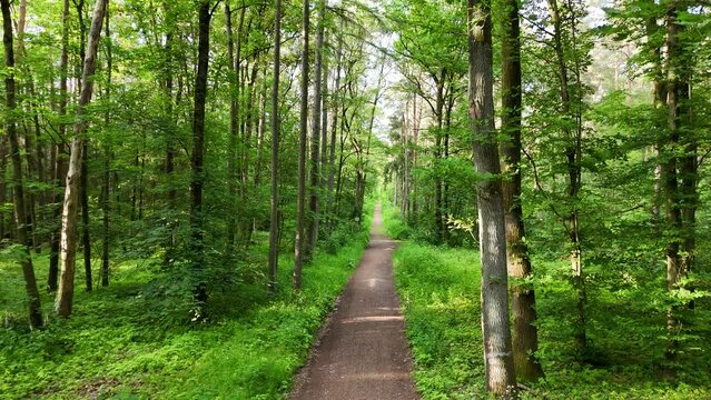 Waldweg