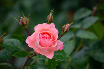 薔薇・バラ・ばら