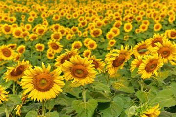 Fototapeta premium sunflowers blossom in the field