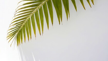 Fototapeta premium Palm leaf shadow on a white wall under sunlight. Aesthetics of nature and minimalism for interiors and eco design. Interior design concept, eco style, advertising