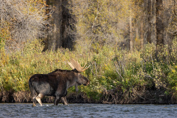 Bull Moose During the Rut in Wyoming in Autumn