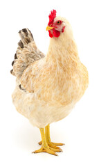 white hen isolated.