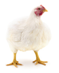 white hen isolated.