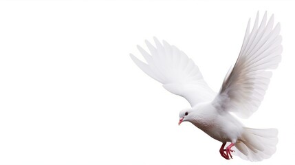 Obraz premium Winged Dove in Flight with Copy Space Symbolizing Peace and Freedom