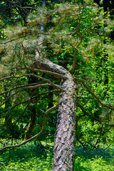 The trunk of the evergreen pine