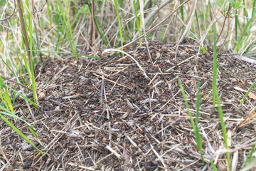 A large ant hill with black ants, on the ground in an open field of grass and brown twigs