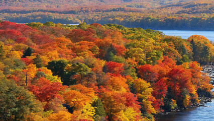 Colorful forest in autumn along the river 