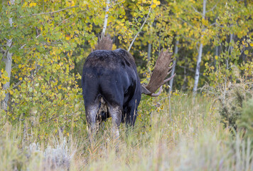 Bull Moose During the Rut in Wyoming in Autumn
