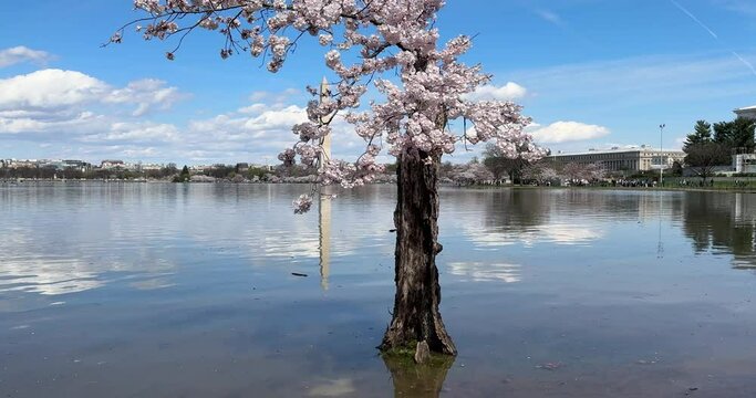Stumpy, the viral cherry blossom tree at the tidal basin in Washington DC