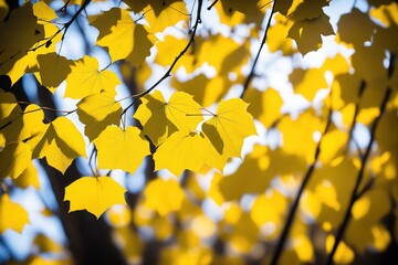 autumn leaves background