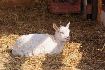 Goats on farm look peaceful and content in their enclosed environment. Selective focus