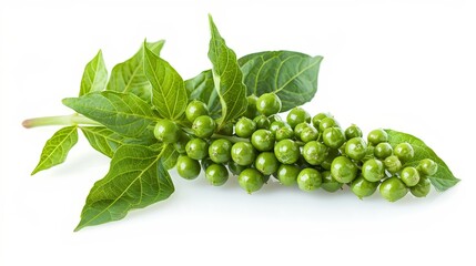 A leafy green branch with many small green berries