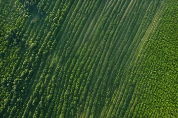 Fototapeta premium texture of grass