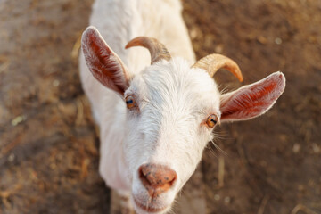 Close-up view of a curious goat surrounded by wooden fencing in a rustic pen.