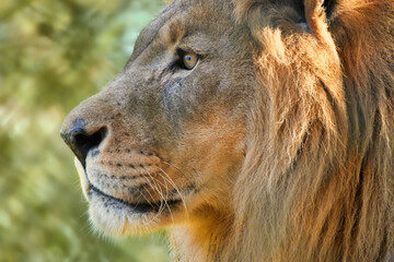 Nahaufnahme eines stolzen m&auml;nnlichen L&ouml;wens im Seitportrait hinter gr&uuml;nem Hintergrund