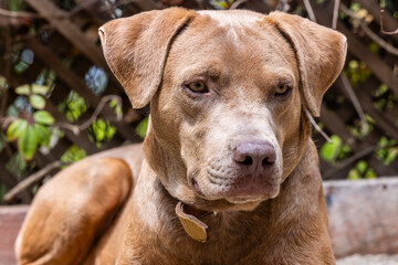 Obraz premium A nice dog under the sun