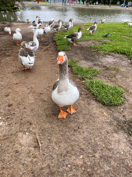 bandada de patos en parque en la ciudad
