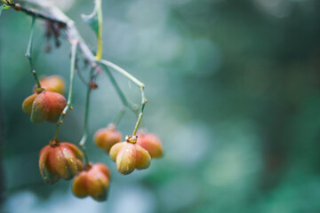 Berries on tree