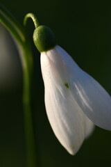 snowdrop
