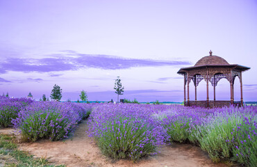 Sunset , violet clouds over purple flowers of lavender.  Beautiful image of Lavender flower field....