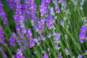 Violet lavender flowers close up. Beautiful blooming purple flowers field.  French romance scenery.
