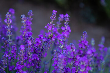 Kitchen garden landscape design idea. Lavender herbs for homemade essentil oil. Homegrown purple flowers.