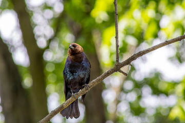Brown-Headed Cowbird in a Tree