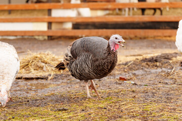 Turkey in the village selective focus. Poultry farm, suburban wildlife