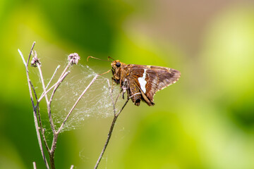 Silver-Spotted Skipper Butterfly