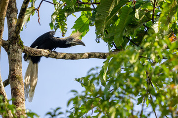 White-crowned Hornbill - Berenicornis comatus, unique beautiful hornbill endemic to tropical forests of South East Asia, Kinabatangan river, Borneo, Malaysia.