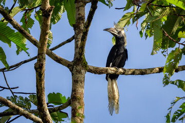 White-crowned Hornbill - Berenicornis comatus, unique beautiful hornbill endemic to tropical forests of South East Asia, Kinabatangan river, Borneo, Malaysia.