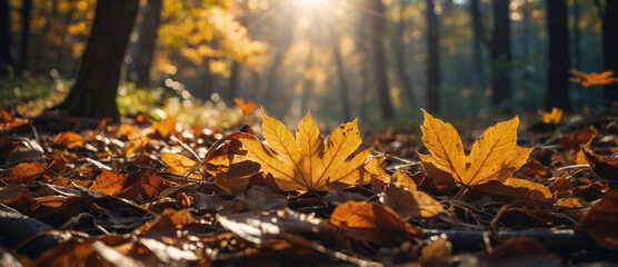 Fall season landscape, forest floor covered with fallen leaves and autumnal sun through tree foliage - Autumn seasonal background 