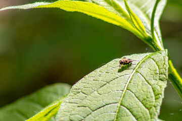 Cluster Fly on Leaf