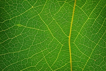 Obraz premium green leaf texture