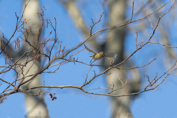 Chiffchaff flying from a tree close up in the summer