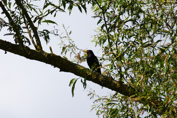 Black bird perched on tree branch in forest