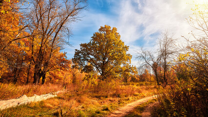Autumn trees and road in the sunny day. Orange color trees, red brown leaves in field with blue sky.