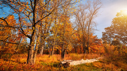 Obraz premium Autumn trees and road in the sunny day. Orange color trees, red brown leaves in field with blue sky.