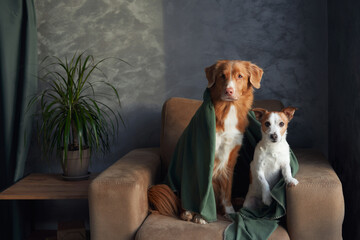 A Nova Scotia Duck Tolling Retriever and a Jack Russell Terrier dogs sit together on an armchair,...