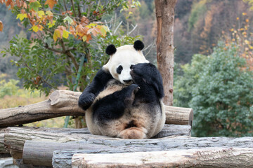 Close up Giant Panda, Shenshuping, Wolong Panda Base
