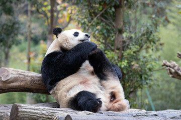 Close up Giant Panda, Shenshuping, Wolong Panda Base
