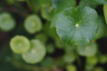 Pennywort plant in a water garden