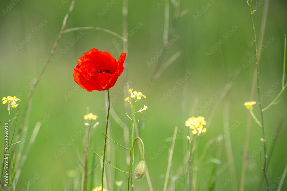 Wall mural roter Klatschmohn (Papaver rhoeas), einzelne Pflanze in Blumenwiese